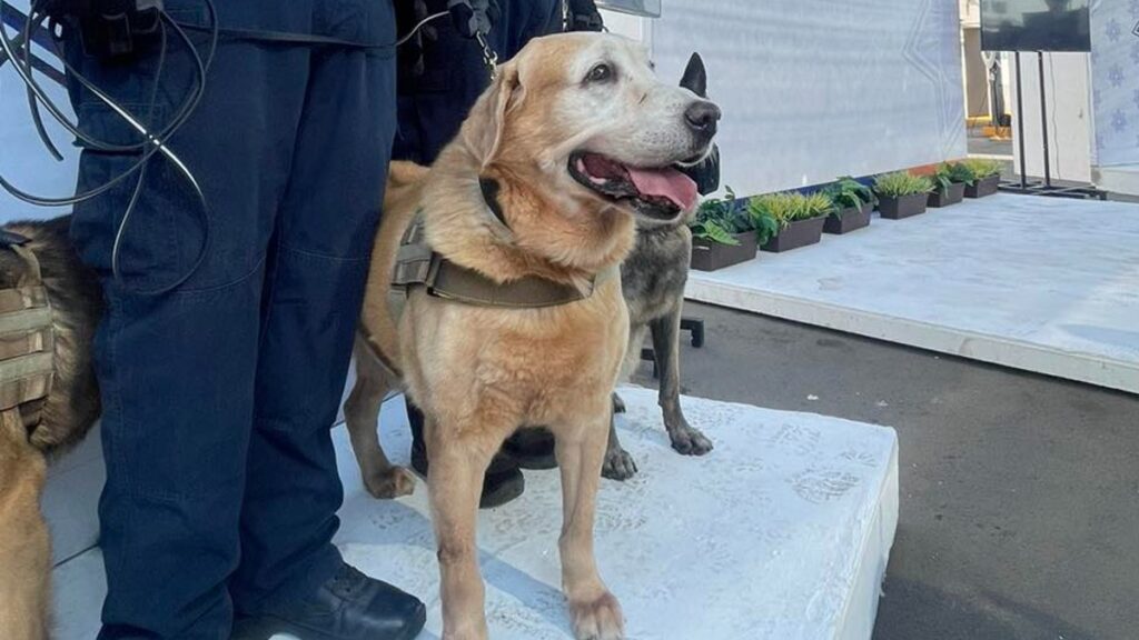 Bubu, perrito policía de Hermosillo, se vuelve viral por su jubilación
