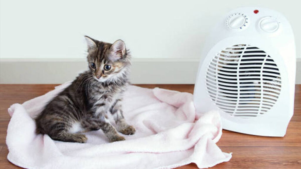 ¿Cómo saber si tu gato está sufriendo un golpe de calor?