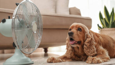 ¿Qué hacer si a mi perro le da un golpe de calor?