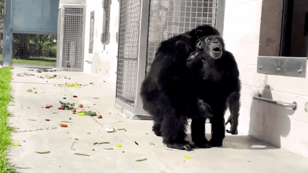 Chimpance contempla el cielo, despues de estar aprisionado 28 años en un laboratorio