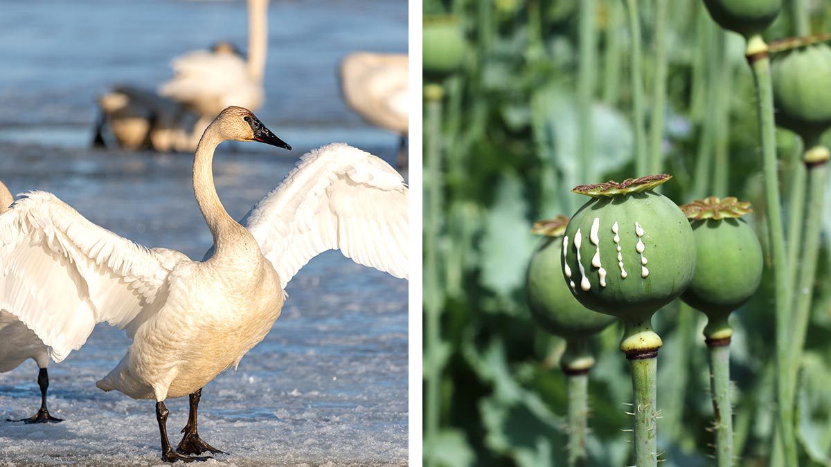 Cisnes se intoxican con amapola y son incapaces de volar en Eslovaquia