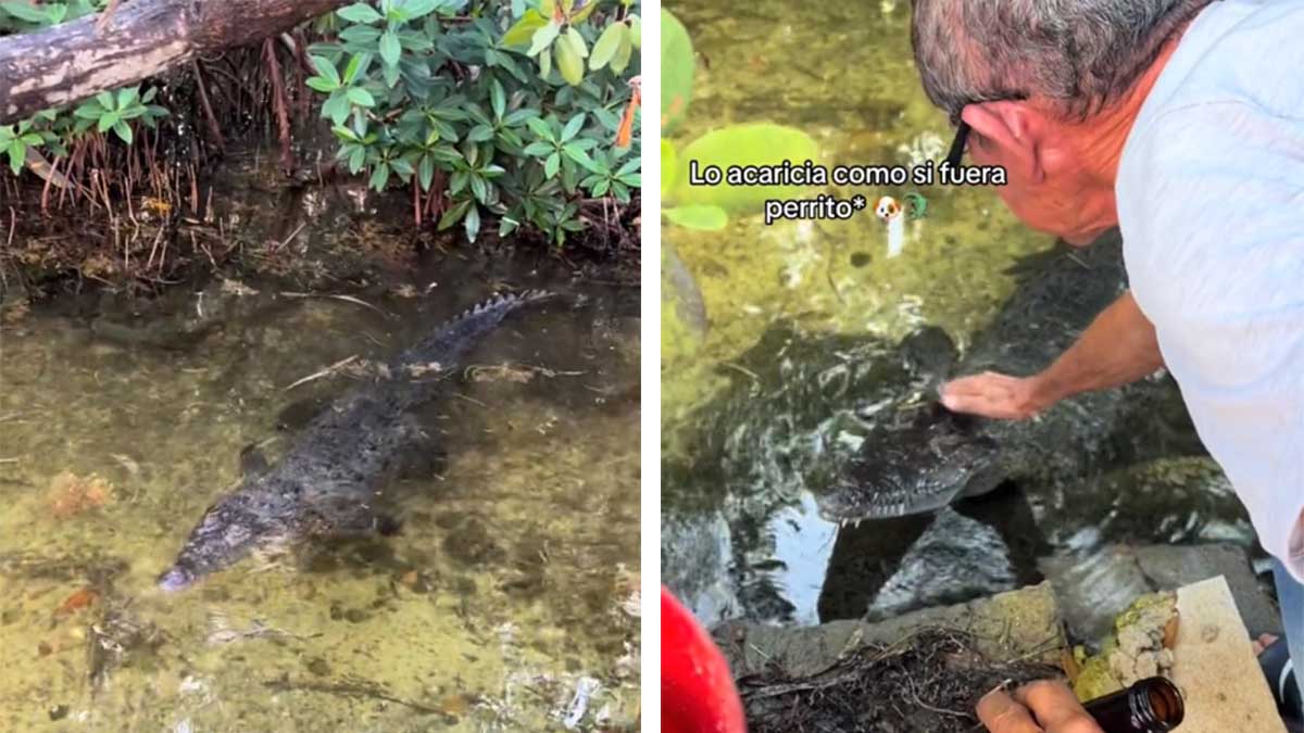¡Qué agusticidad! Hombre tiene un cocodrilo como mascota en la laguna de su patio en Cancún
