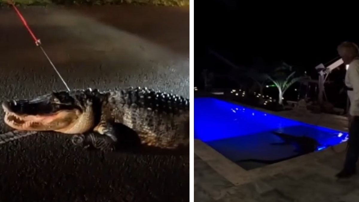 Como sacados de “Jurassic Park”: impactan en Florida grandes caimanes y cocodrilos que invaden calles y casas