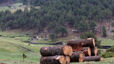 Troncos de árbol talados ilegalmente en algún bosque de México