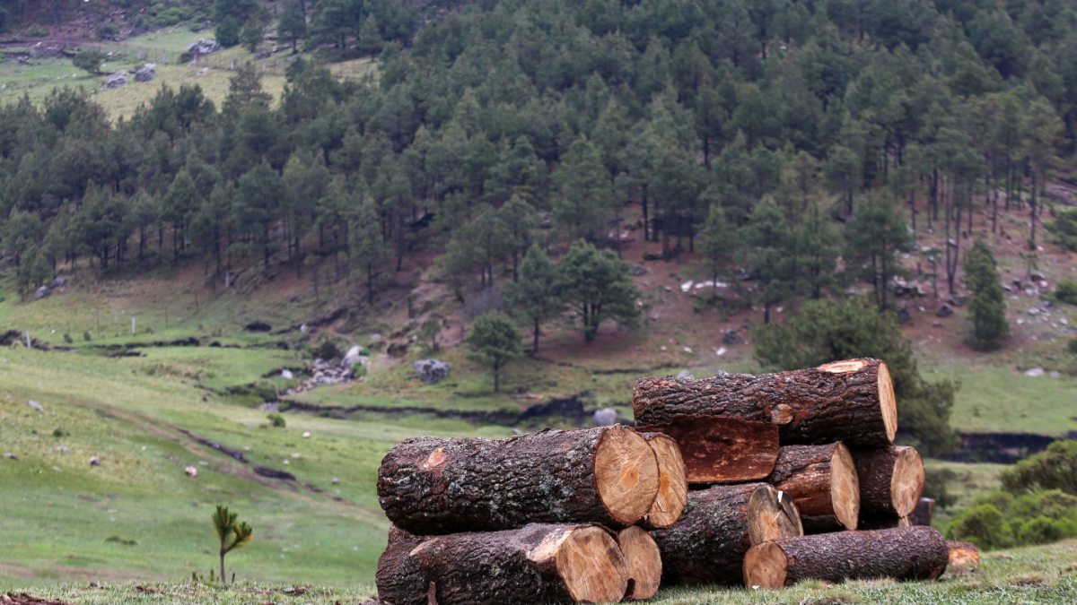 Mano dura contra la tala ilegal: CDMX propone penas de hasta 20 años de prisión