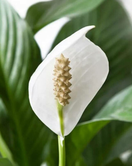 Plantas Que Absorben El Calor Y Refrescan El Ambiente Unotv