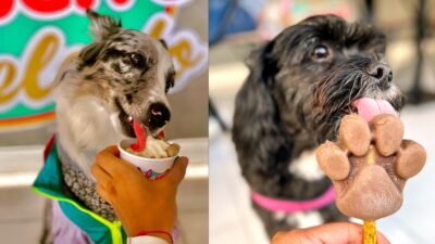 El Perro Helado, heladería pet friendly en Jalisco viral en redes