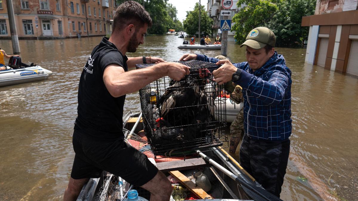 ¡Héroes! Salvan animales de inundaciones tras destrucción de represa en Ucrania