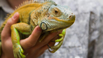 Está permitido tener una iguana de mascota