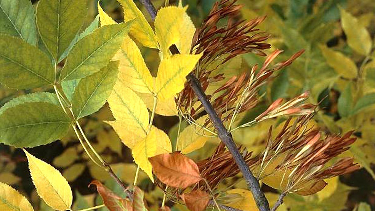 Árboles que dan sombra y crecen rápido UnoTV
