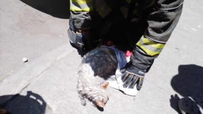 Gatito siendo auxiliado por bomberos de la CDMX tras un incendio
