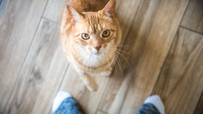 Los gatos identifican y asocian nombre y cara de su dueño: estudio