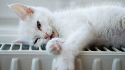 ¿Cómo saber si tu gato está sufriendo un golpe de calor?