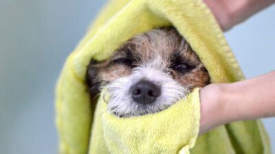 ¿Qué es un baño en seco para perro y cómo se hace?