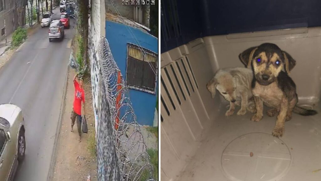 Hombre Avienta A Dos Perritos En Un Predio En Milpa Alta