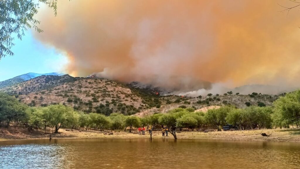 Incendios forestales en Sonora siguen activos; animales están muriendo