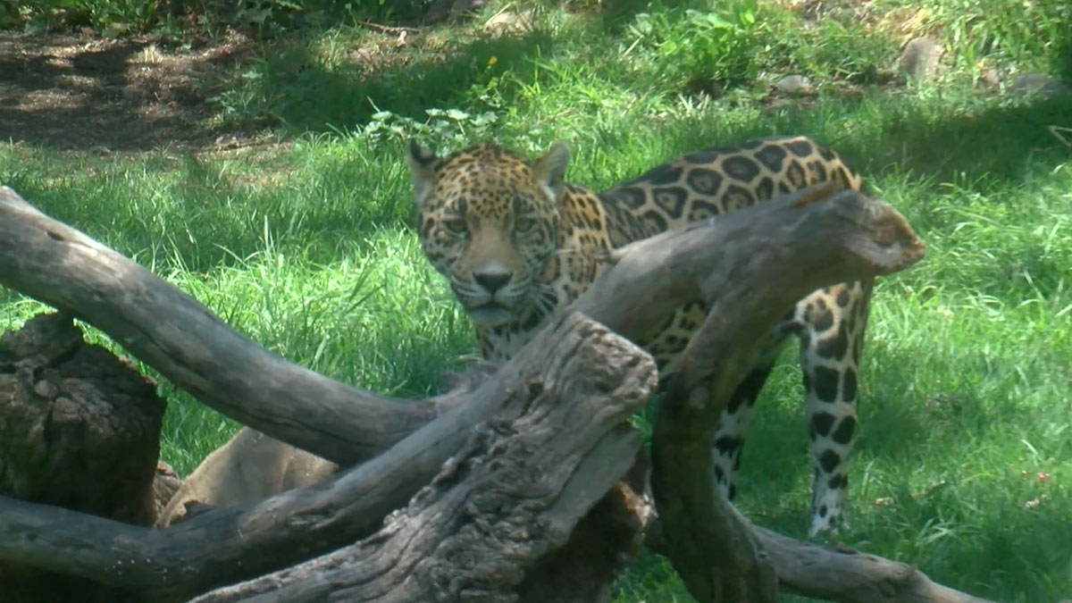 Santuario Jaguar ayuda a preservar felinos en peligro de extinción