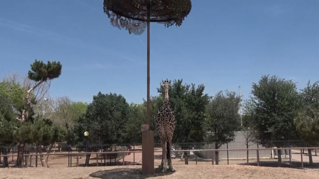 Jirafa de espaldas en zoológico