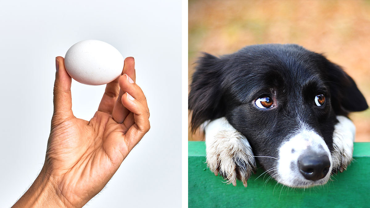 Viralizan limpia con huevo para curar a perros de espanto