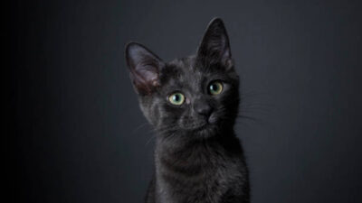 Por qué los gatos negros son considerados de mala suerte