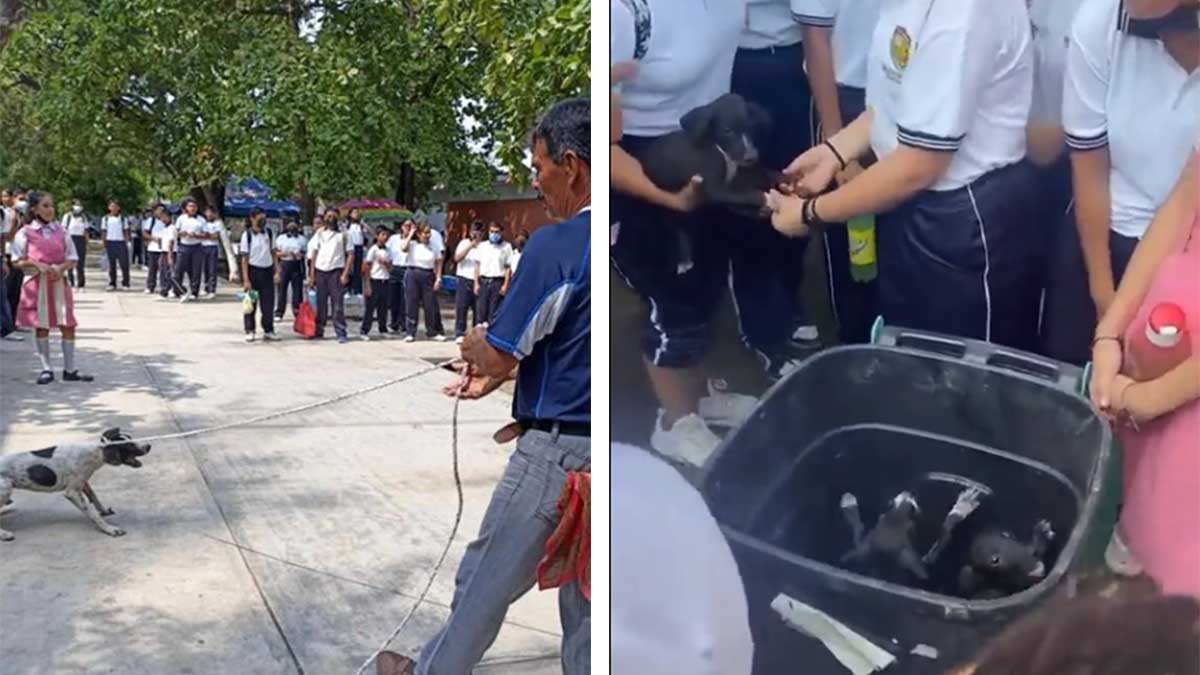 Indigna video: maestro arrastra a perrita y tira cachorros a basura en Oaxaca