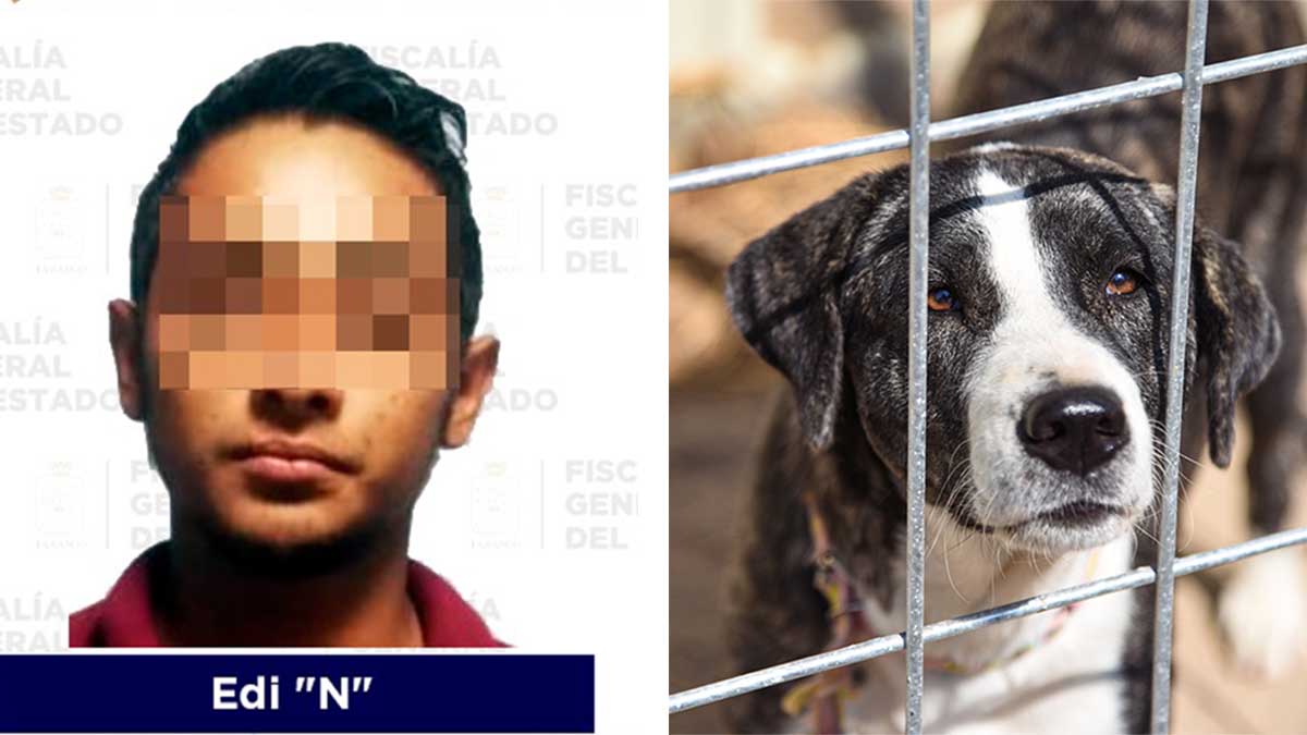 Hombre mata a dos perros para vengarse de su novia en Tabasco; ya fue detenido