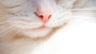Estudian nariz de los gatos: su olfato ayudaría a analizar químicos