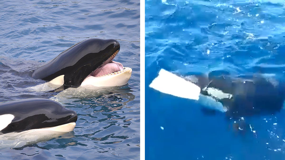 Orcas Atacan Una Embarcación Y La Destruyen En 15 Minutos - UnoTV