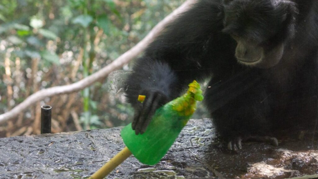 Primate disfruta de una paleta de hielo de frutas en un zoológico de la CDMX
