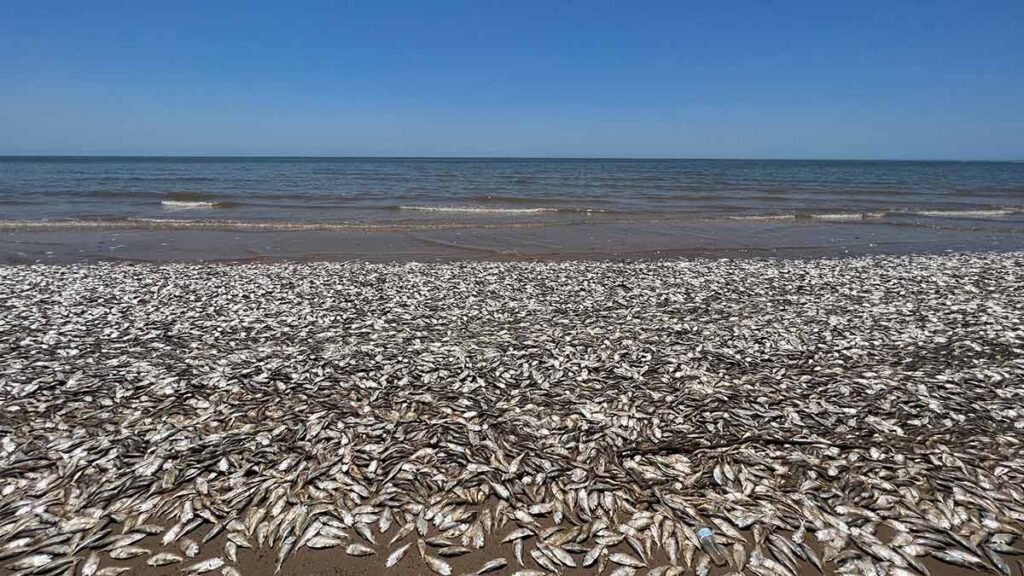 PECES MUERTOS EN TEXAS