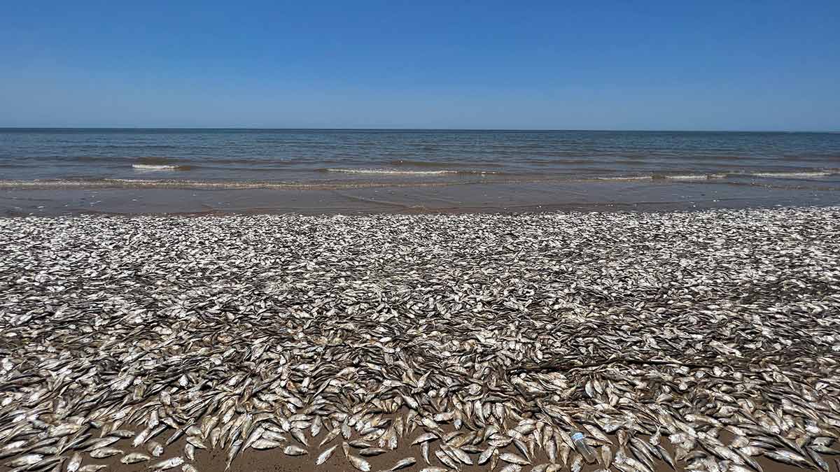 Miles de peces mueren en Texas a causa de un extraño fenómeno en el agua