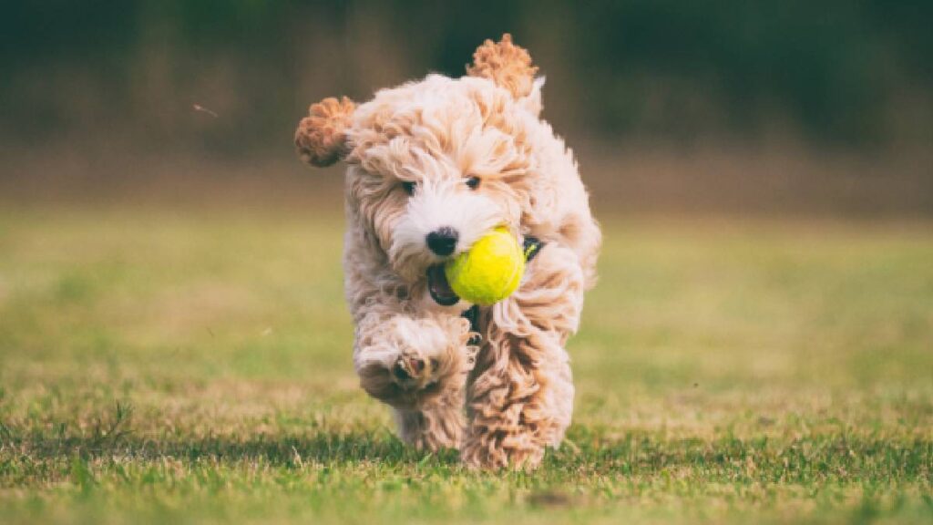 Perrita se viraliza por rescatar su pelota al estilo "Misión Imposible"