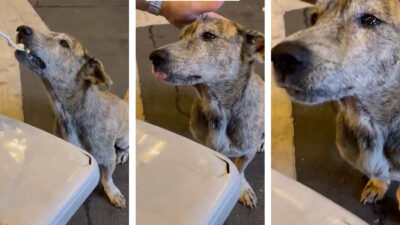 Perrito callejero llora cuando una mujer le da un poco de comida video