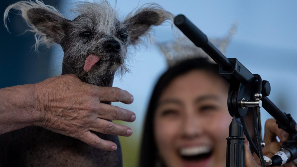 Scooter Un Crestado Chino Es El Perrito Más Feo Del Mundo Unotv