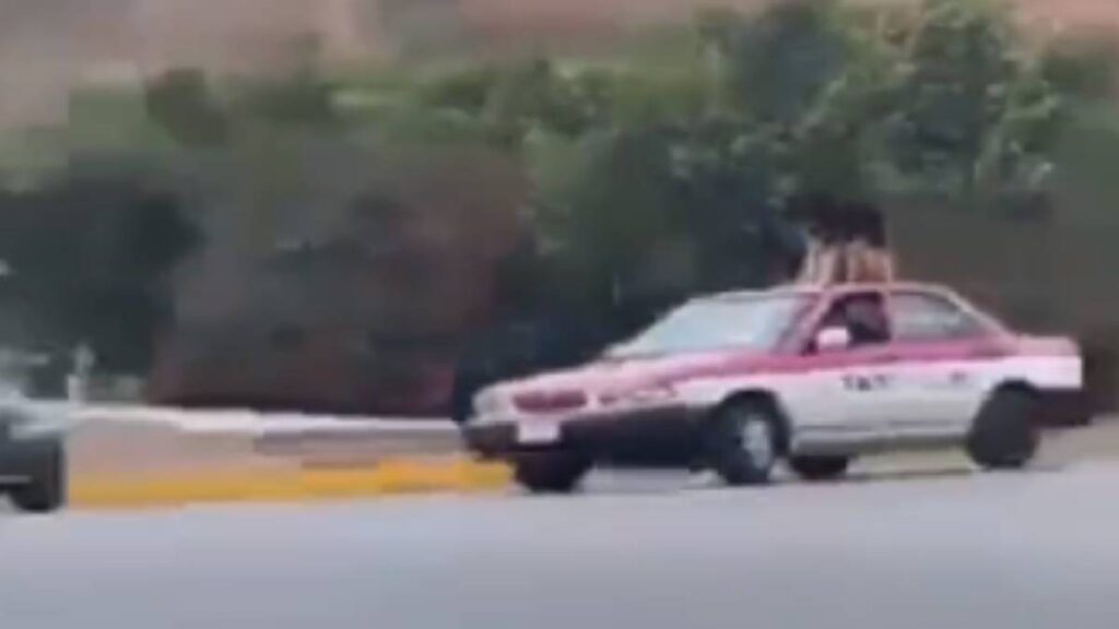 Perrito Motorizado Arriba De Un Taxi Conquista Las Redes Sociales