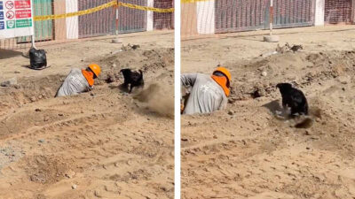 Video: perro que ayuda a un albañil a excavar se viraliza
