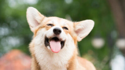 Perro feliz: Factores que influyen en su estado de ánimo