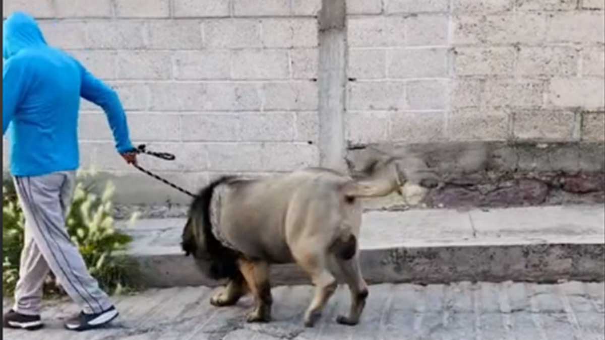 ¡Sacó a la bestia! Confunden perro trasquilado con un león en Hidalgo