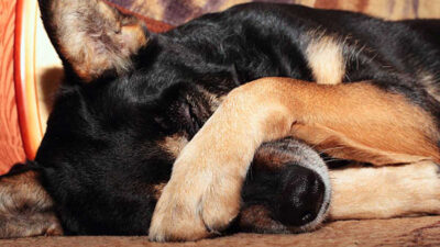 Rocko: perro llora muerte de su dueño, don chema, frente su ataúd