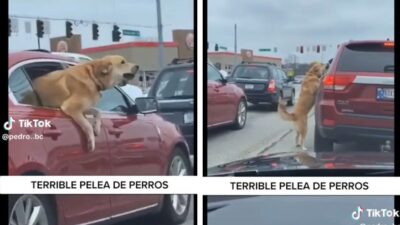 Perro aprovecha tráfico para pelear con otro