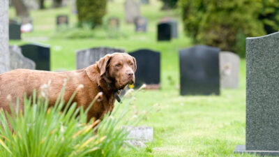 Perro permanece a un lado de la tumba de su dueño y se niega a abandonarlo
