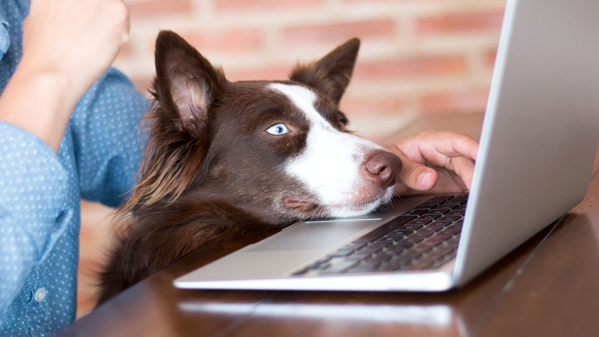 D A Mundial De Llevar Al Perro Al Trabajo Ve Beneficios Unotv