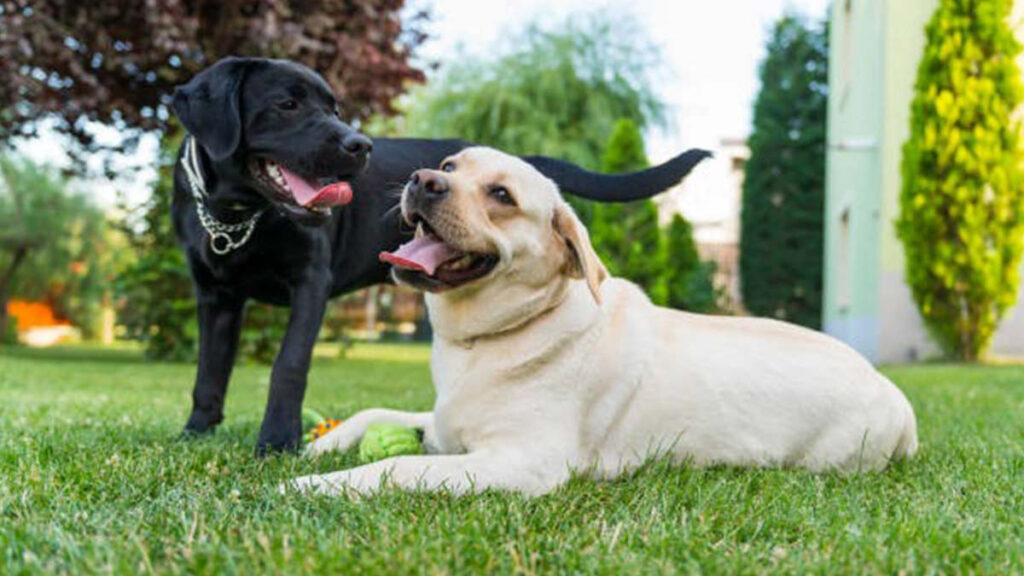 Perro feliz: Factores que influyen en su estado de ánimo