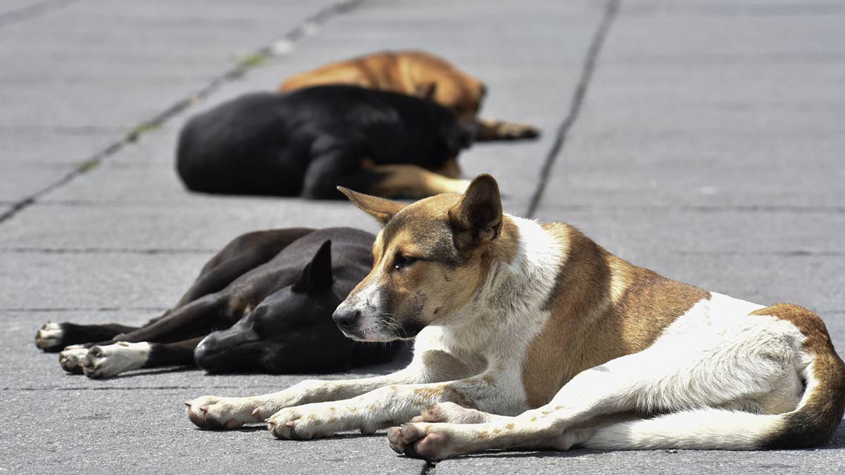 Reportan envenenamiento masivo de perros en San Luis Potosí