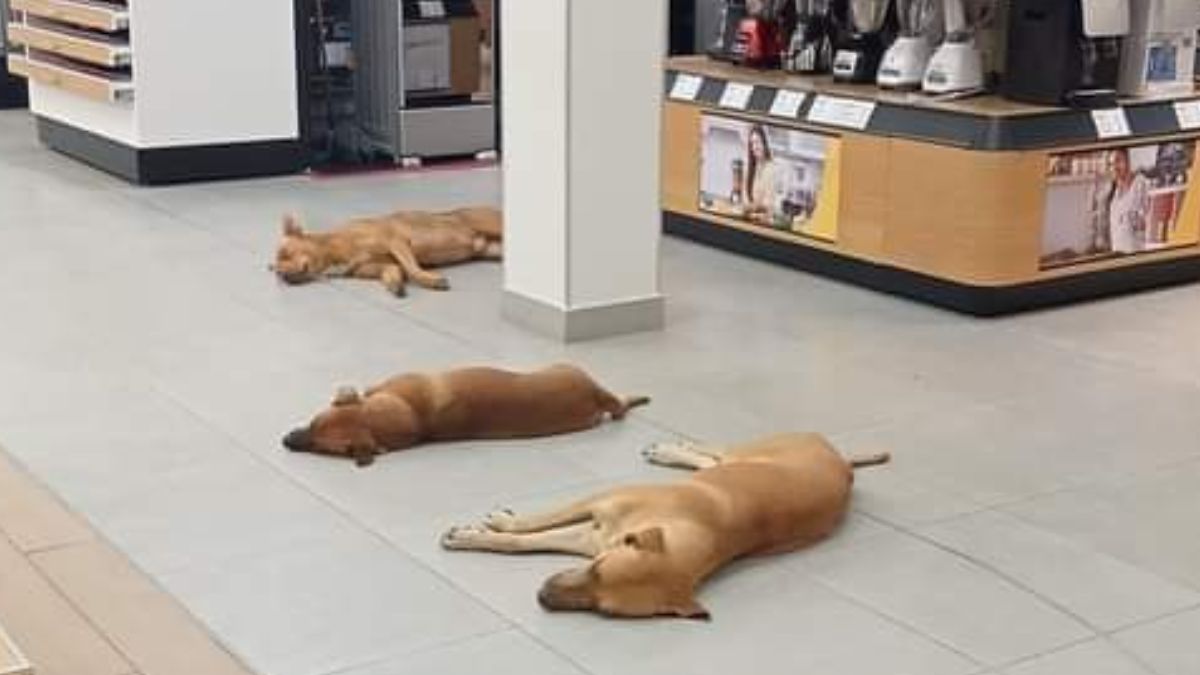Resguardan a perritos en tienda departamental por fuerte calor: “Todavía hay fe en la humanidad”.