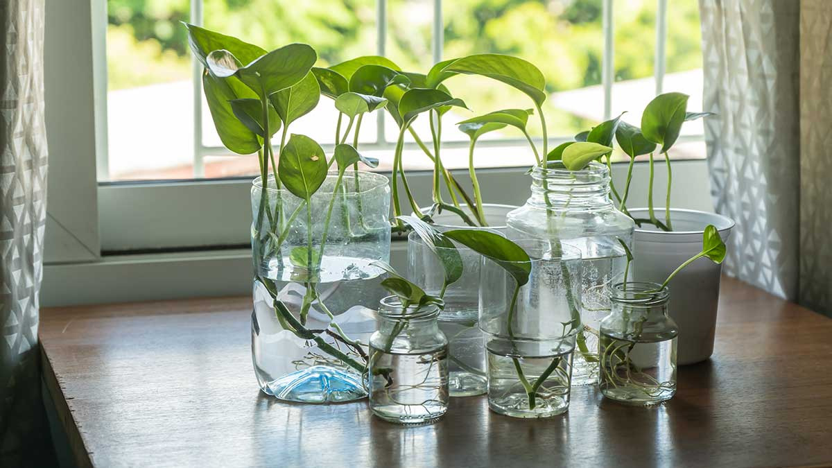 Plantas que sobreviven solo con agua y pocos cuidados