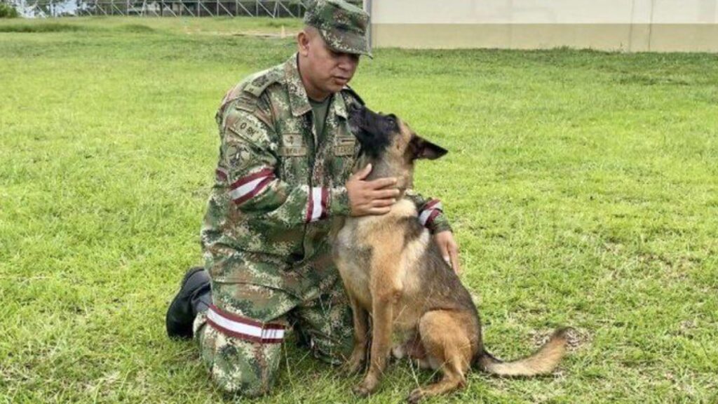 ¿Quién es Wilson, perro que ayudó a buscar a niños perdidos en selva colombiana?