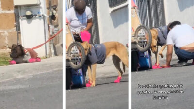Recolector hace botas con trapos a sus perros para que no se quemen las patas