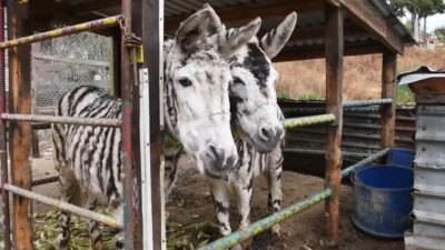 Maltrato animal En Tijuana