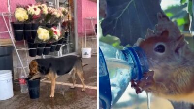 Se Viralizan Videos De Como Viven Los Animales La Ola De Calor